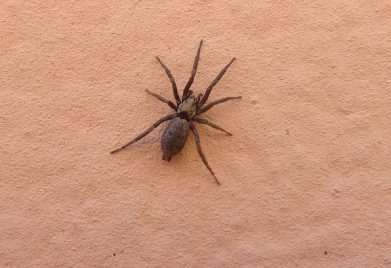 Nomisia exornata - Ravina (TN)